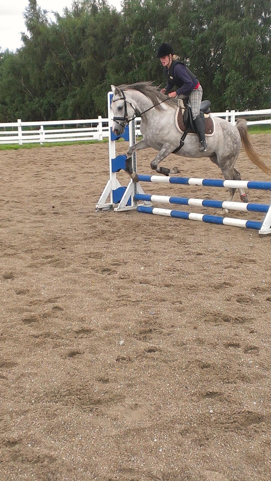 Arabisk fuldblod (OX) Dalicio OX billede 13