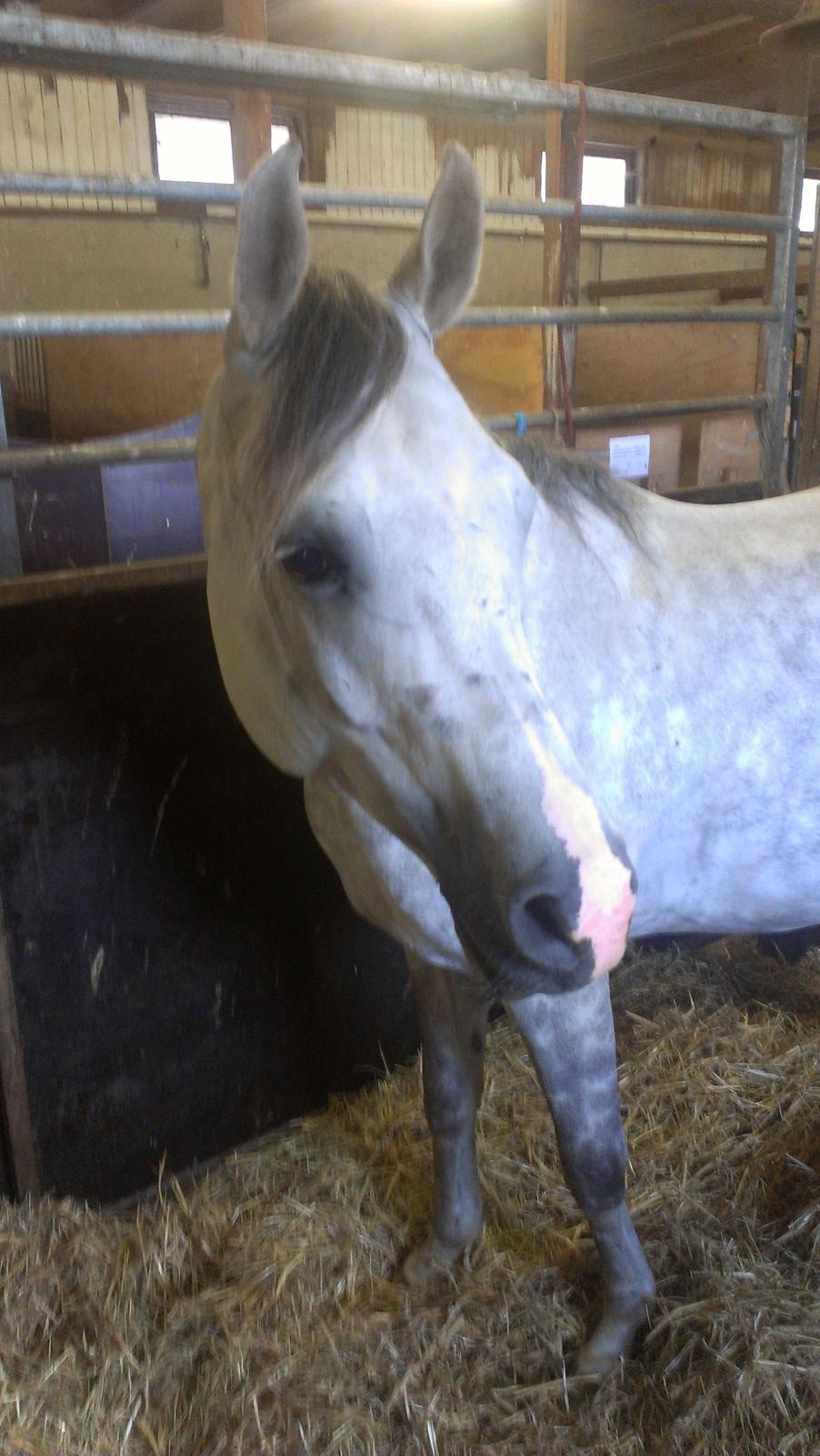 Arabisk fuldblod (OX) Dalicio OX - Smukke hehe billede 8