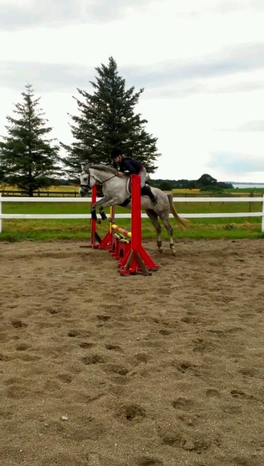 Arabisk fuldblod (OX) Dalicio OX - wauw en spring hyp ;* billede 5