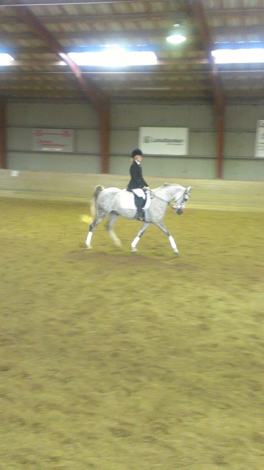 Arabisk fuldblod (OX) Dalicio OX - Første dressur stævne 66% med Dirty billede 6