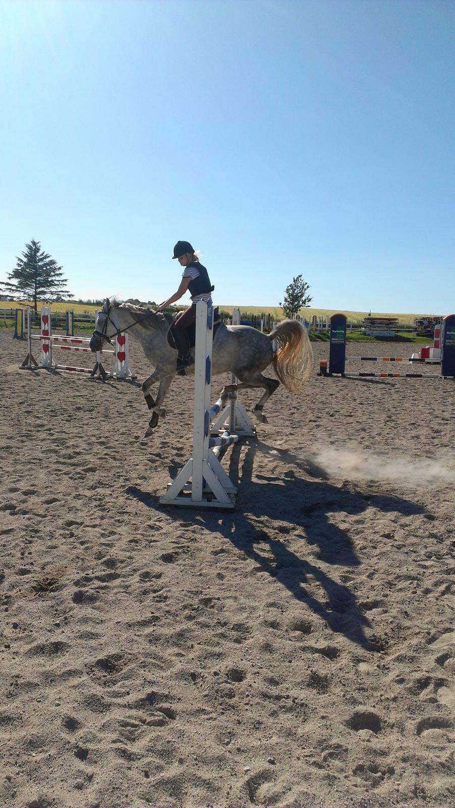Arabisk fuldblod (OX) Dalicio OX - Det famøse reje hop :P billede 12