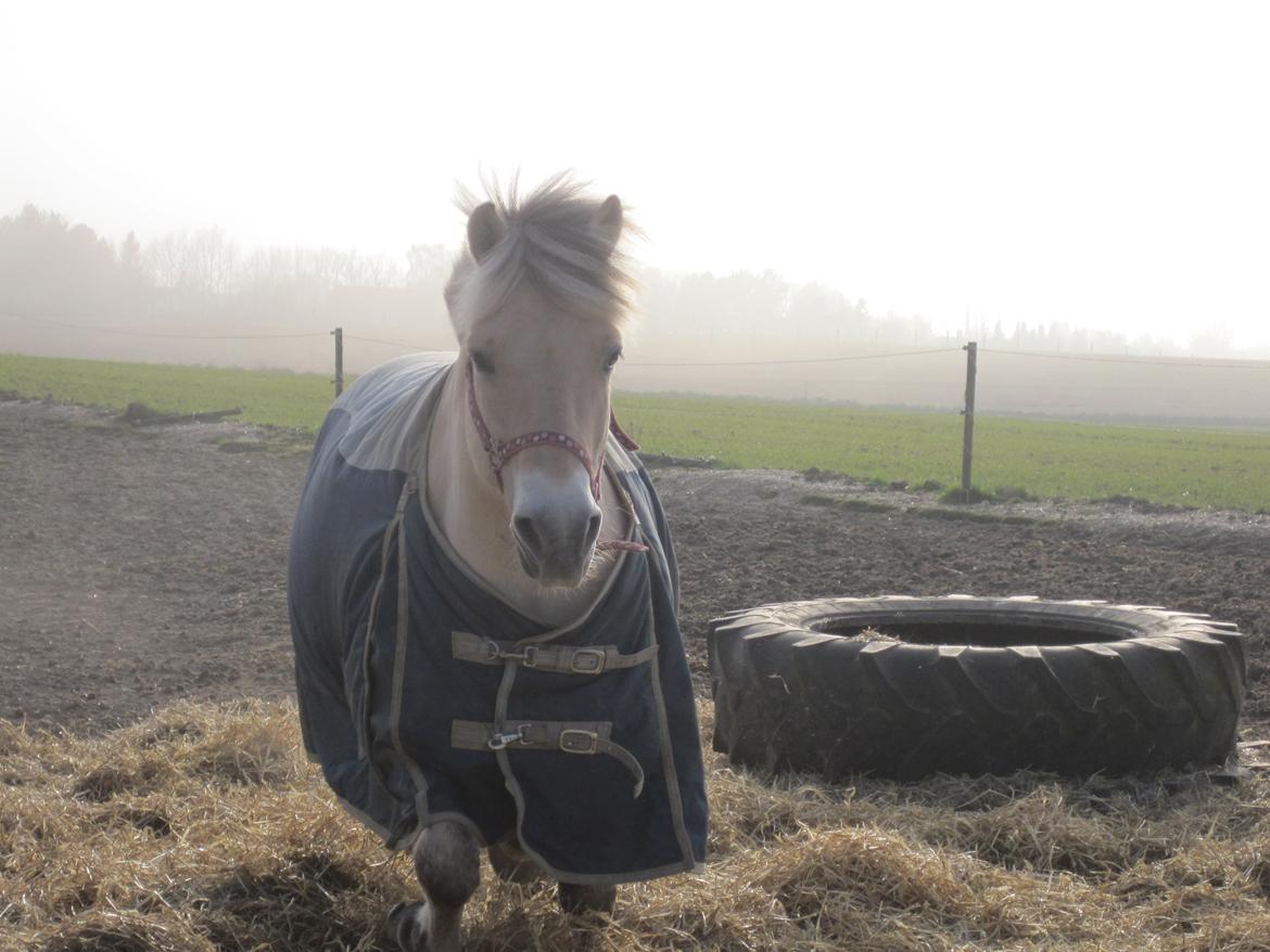Fjordhest Højgaards Calypso billede 7