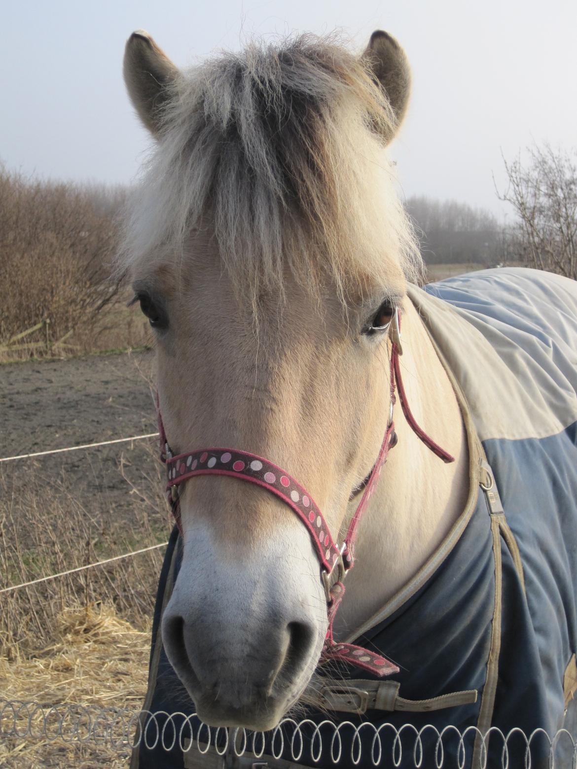 Fjordhest Højgaards Calypso billede 8