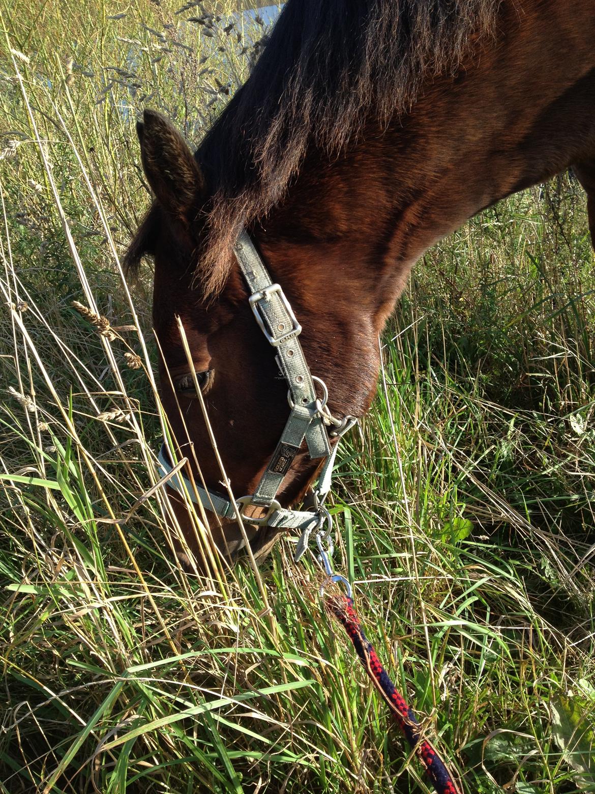 Anden særlig race Kojack | pony <3 | - Ude og græsse med baaaaby♥

Efterår 2012.

Foto: IKJ © billede 17