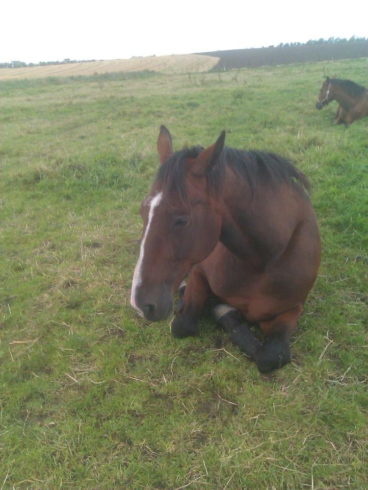 Traver Ferrari Hoff billede 11