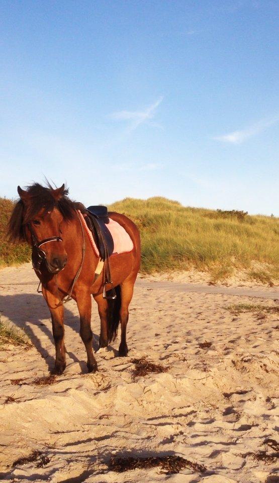 New Forest Tequila Sunrise billede 11