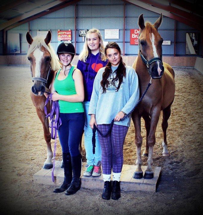 Haflinger Gipsy Solgt billede 16