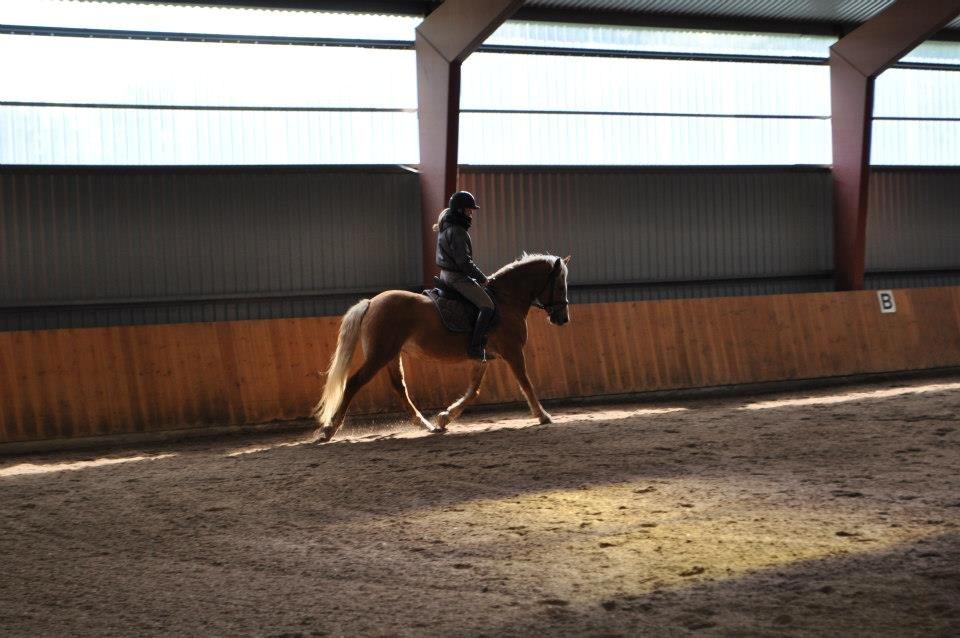 Haflinger Gipsy Solgt - Dressur kursus med Stinna super godt kursus:D
Foto Josephine billede 17