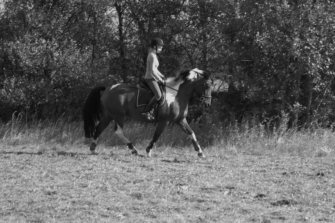 Anden særlig race Spotlight<3 - Spotte og Esther i en god omgang dressur. billede 12