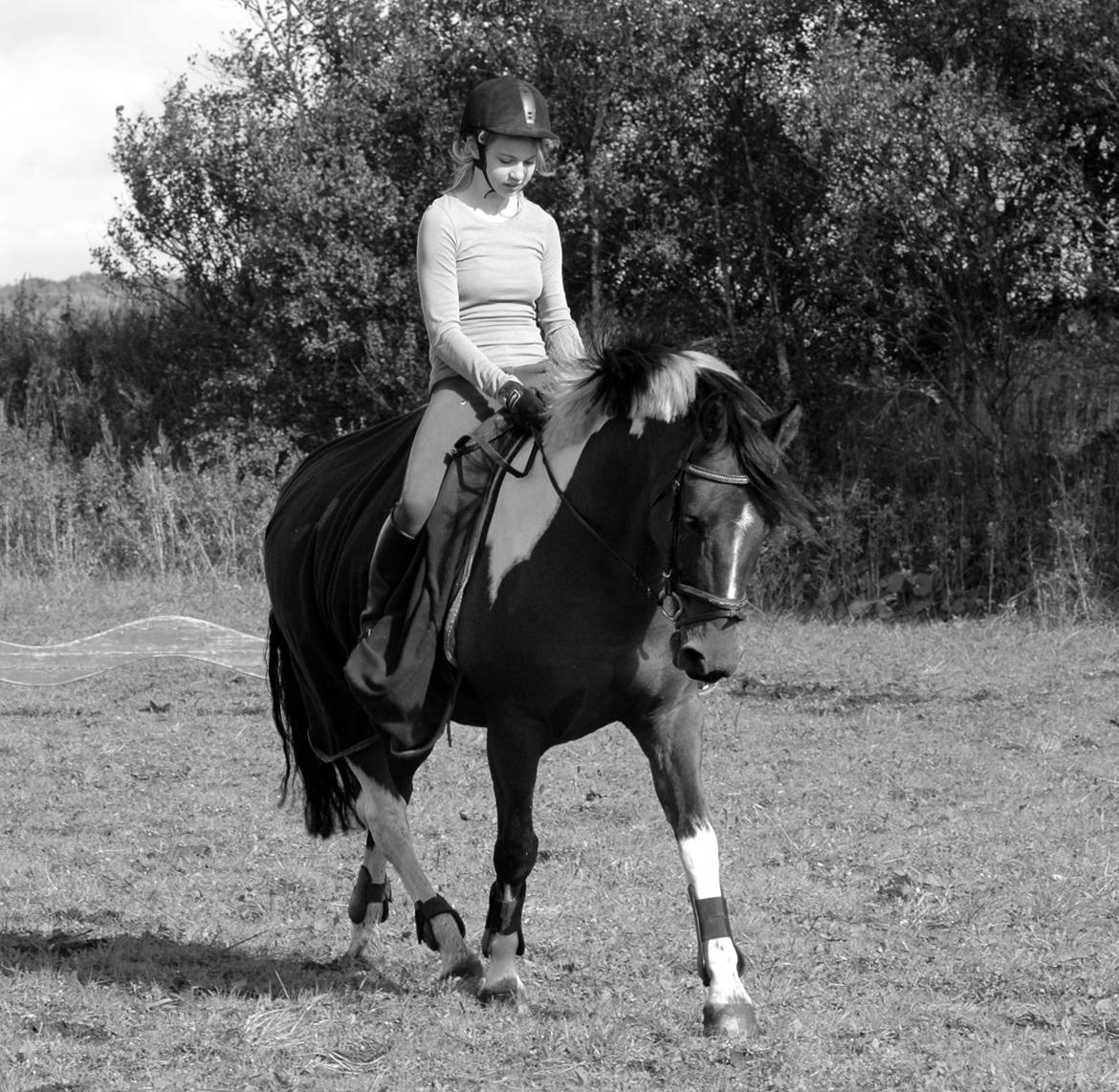 Anden særlig race Spotlight<3 - Dressur på prinsen<3 billede 20