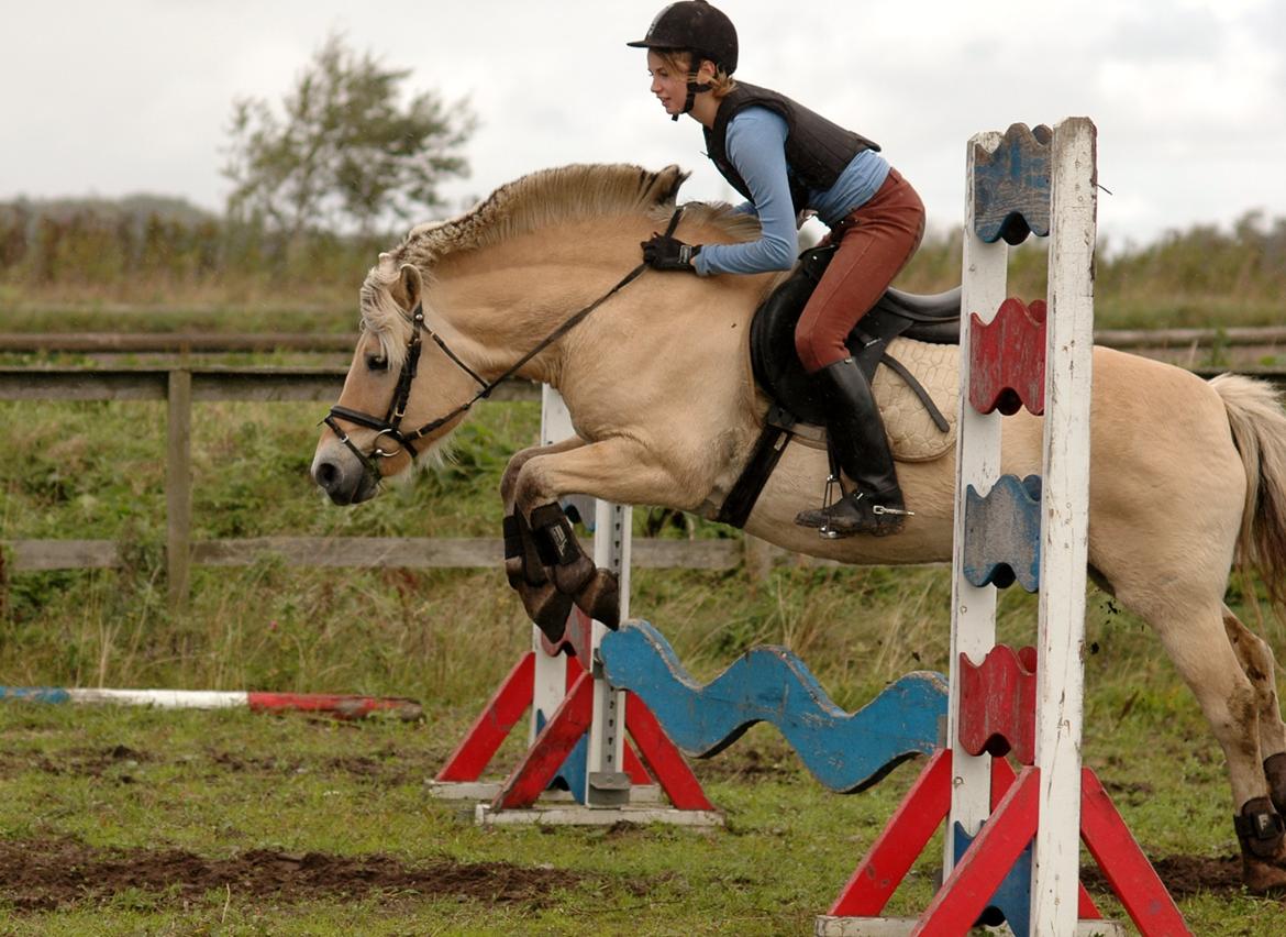 Fjordhest Mølbys Appollon<3 - Opvarmning :) billede 8
