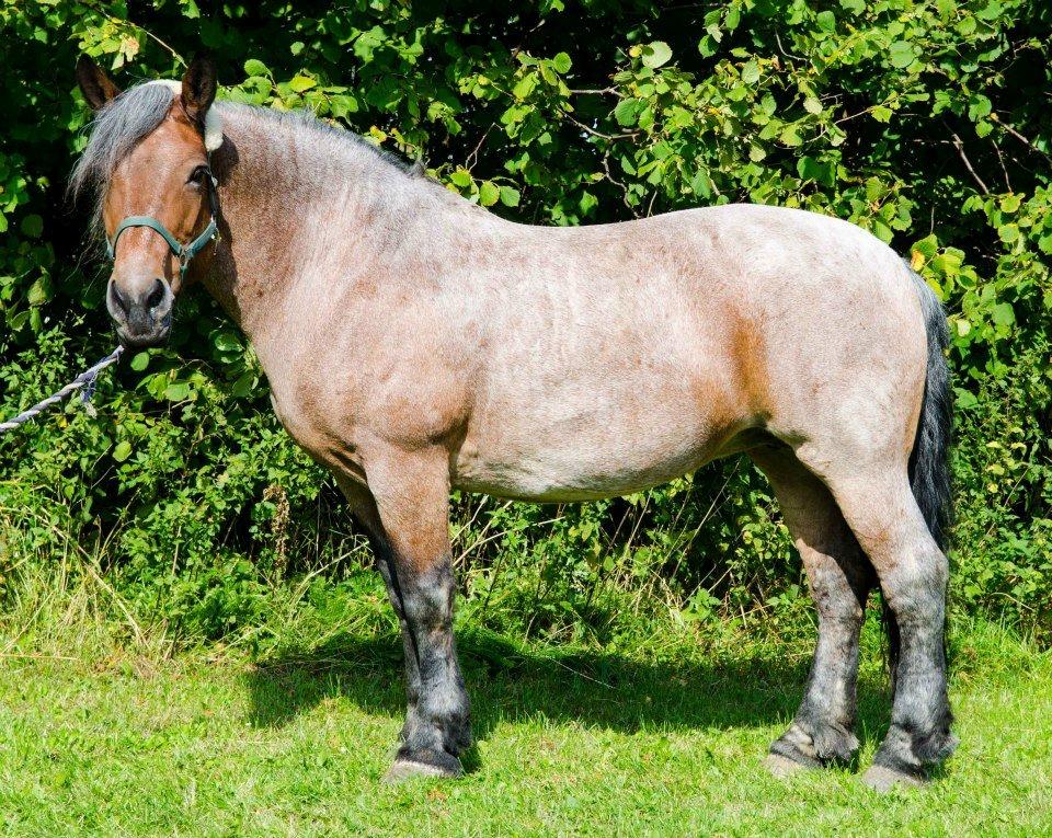 Belgier Min nye stjerne Minnie (Loppen) part. - Velkommen til Minnie´s (Loppen) profil. <3
du min dejlige pige <3 billede 1