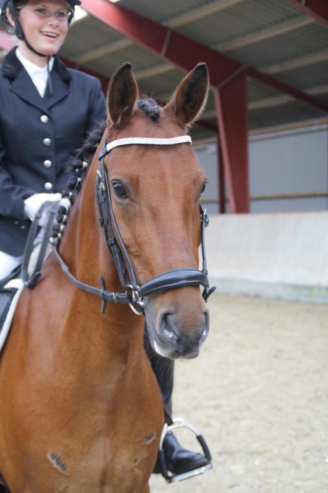 Anden særlig race Timon billede 7