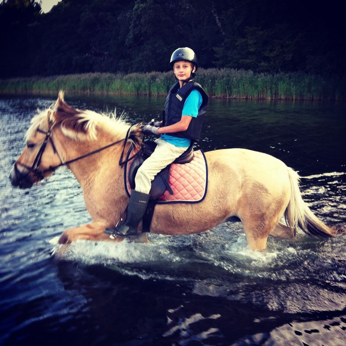 Fjordhest Løklings Janka billede 1