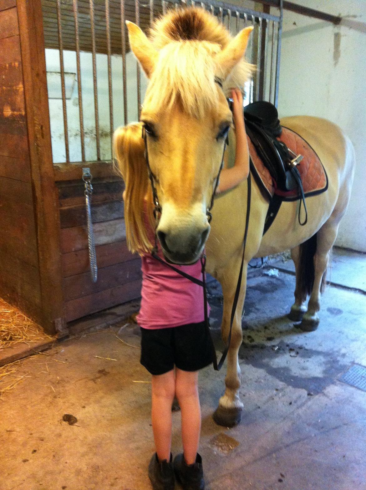 Fjordhest Løklings Janka billede 12