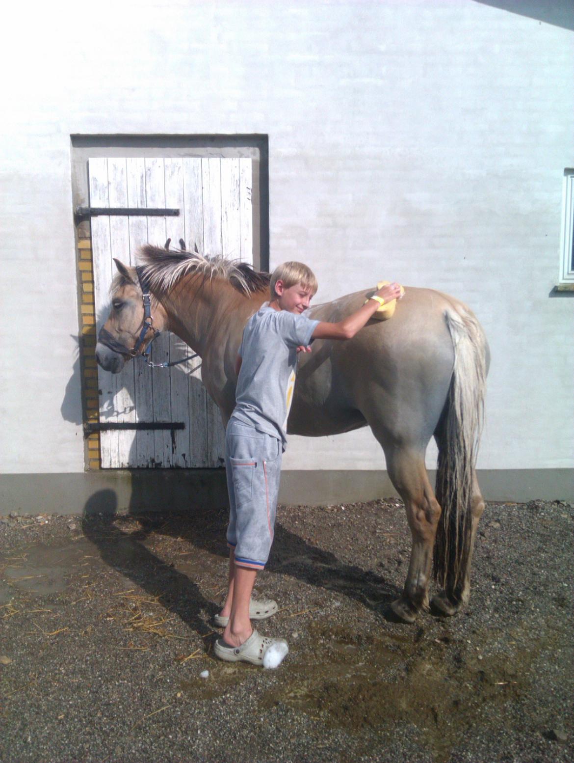 Fjordhest Løklings Janka billede 13