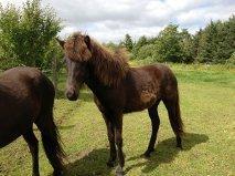 Islænder Frenja fra Vandsø billede 2