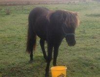 Islænder Frenja fra Vandsø billede 4