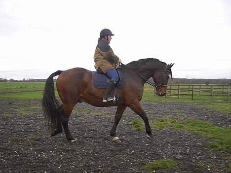 Dansk Varmblod Zion - Zion under tidligere ejer. Jeg har ikke haft fotograf på endnu mens jeg rider :-( billede 2