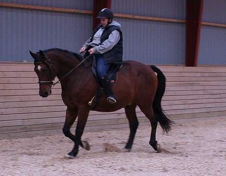 Dansk Varmblod Zion - Zion under tidligere ejer. billede 3