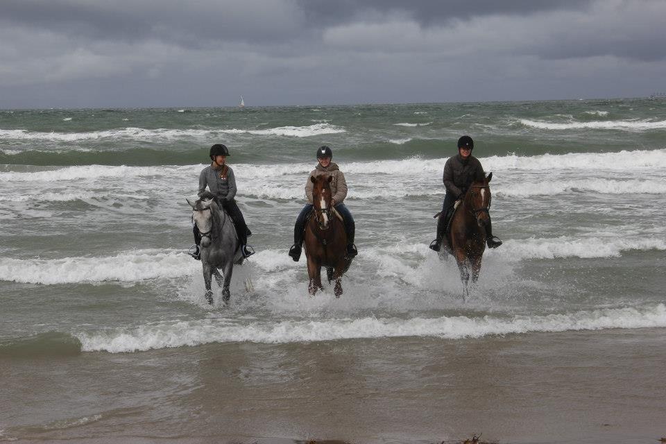 Dansk Varmblod Lehar - Tur til stranden med Line & Carla + Tina & Paddy. Bedste tur! billede 16