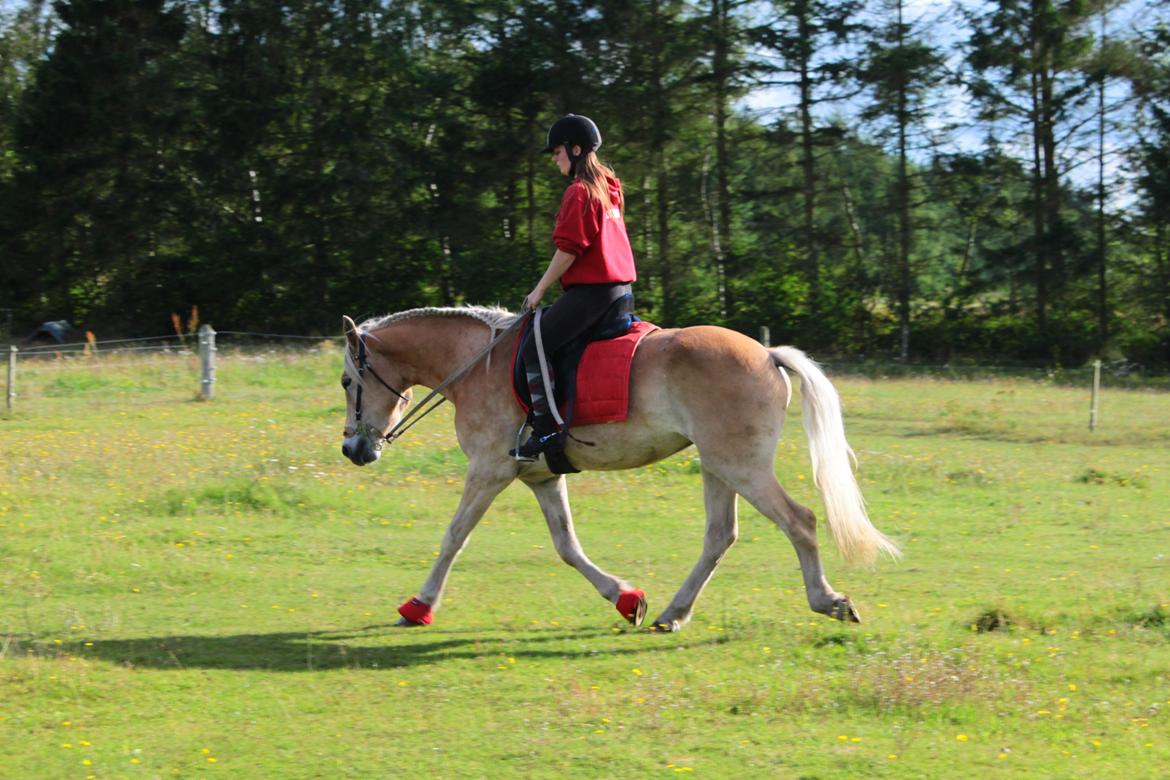 Tyroler Haflinger Akando - Ridebillede taget den 30/8 - 12. Har knap været oppe på ham 30 gange. Billedet taget af kæresten, Daniel. billede 11