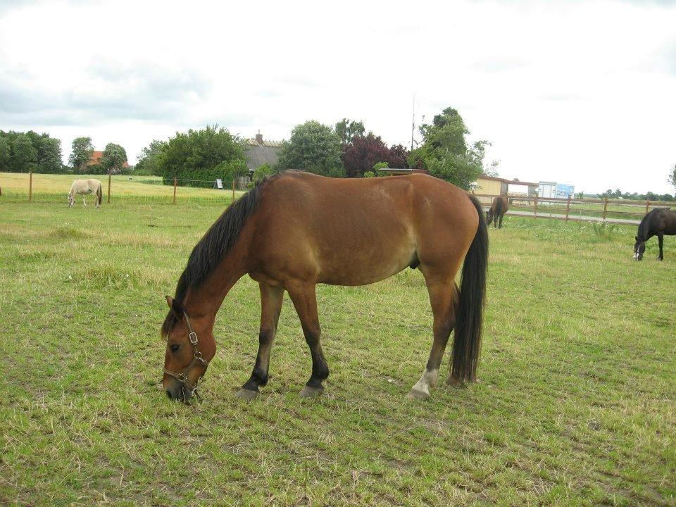 Anden særlig race Harry Potter billede 6