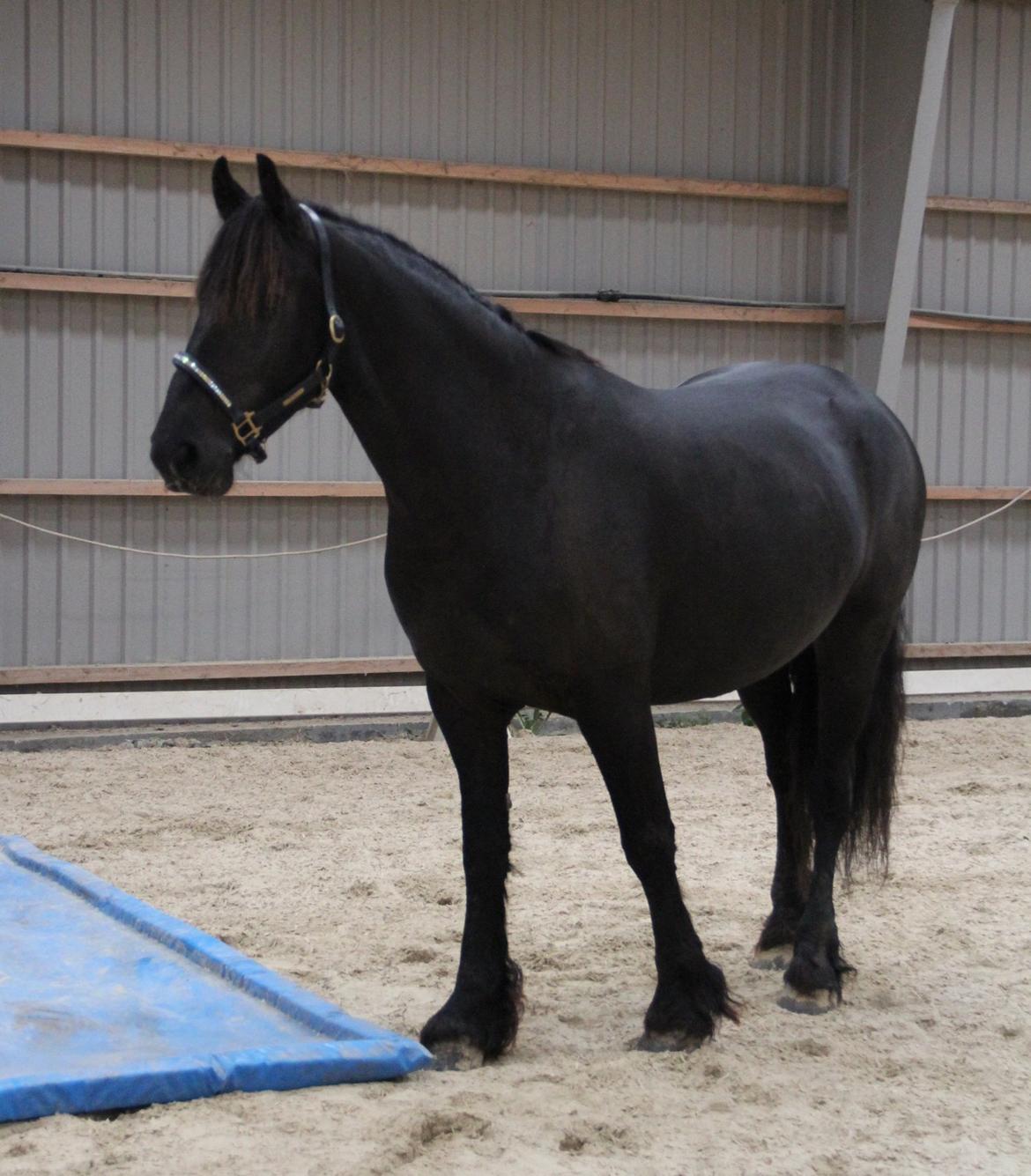 Frieser Barik *solgt* billede 5