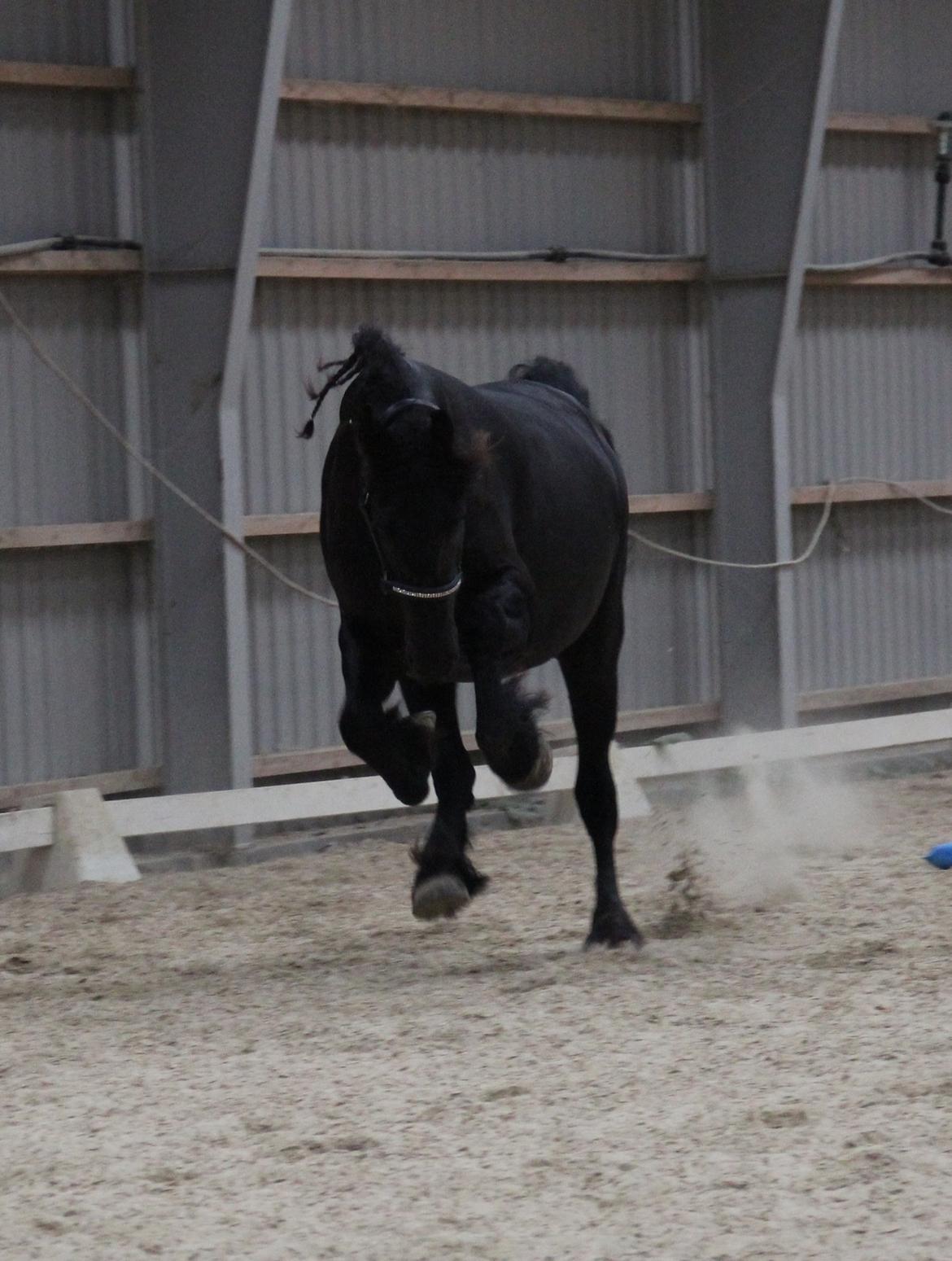 Frieser Barik *solgt* billede 6