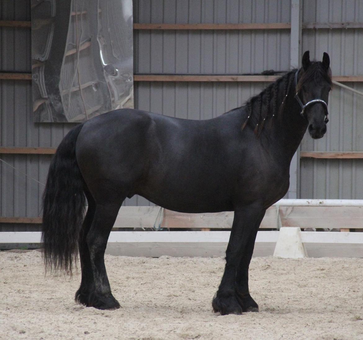 Frieser Barik *solgt* billede 3