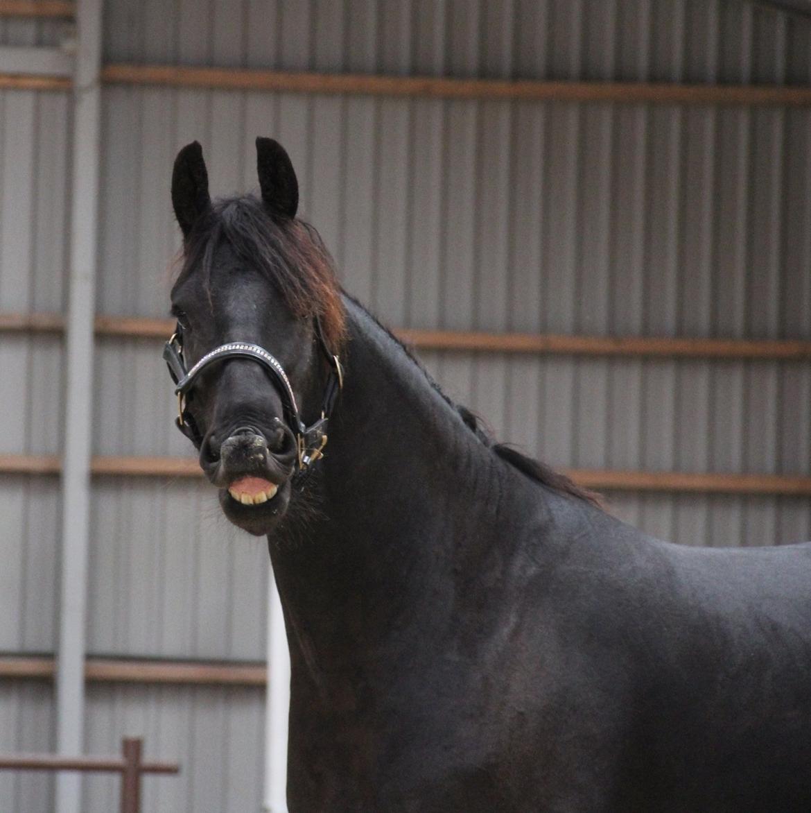 Frieser Barik *solgt* billede 2