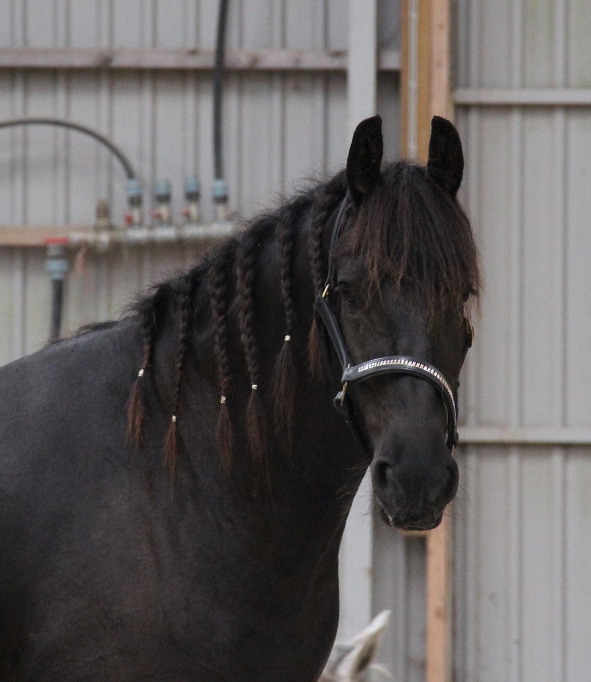 Frieser Barik *solgt* billede 4