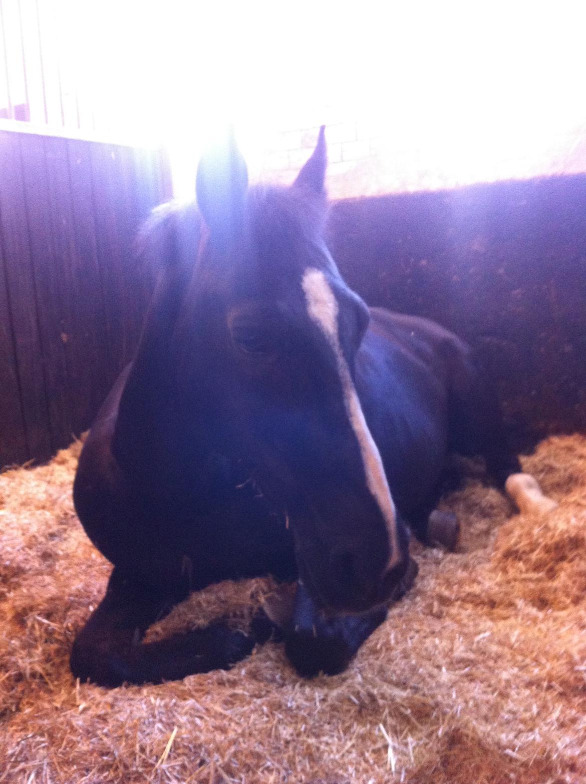 DSP Toftekildes Nelly billede 20