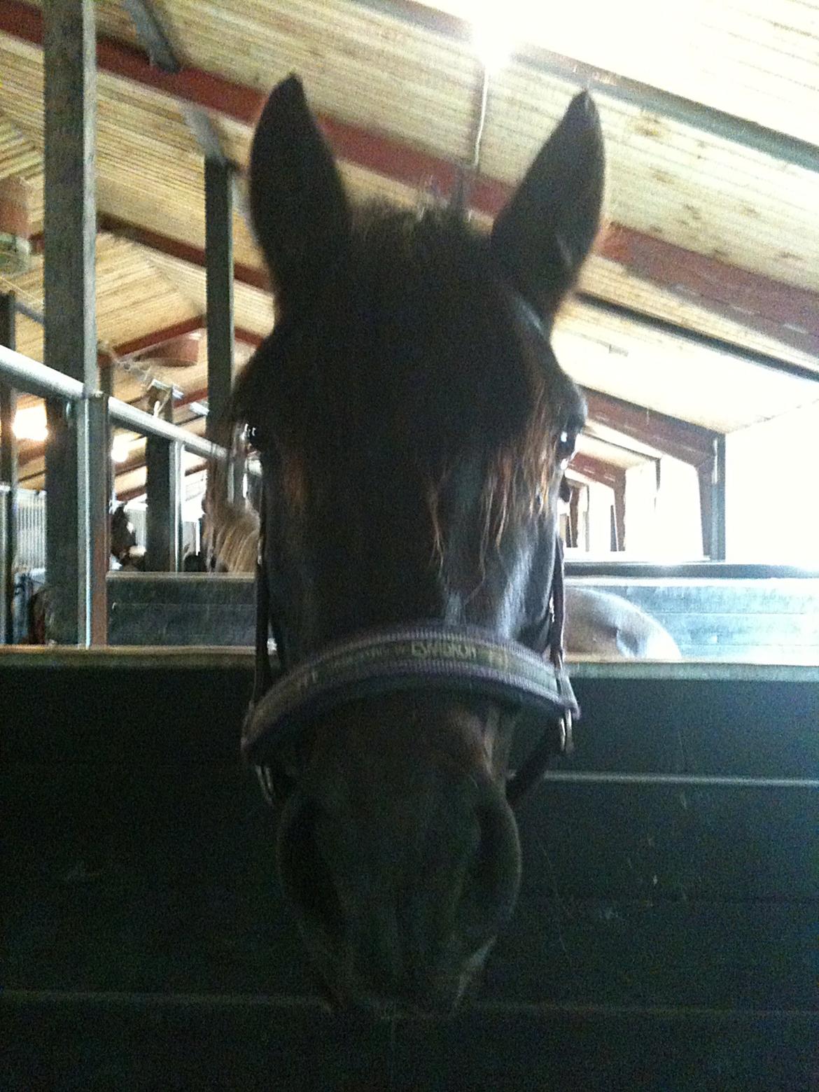 Connemara Jasmin - Hej og velkommen til Jasmin's profil, håber at i vil nyde den!:-)                       Jasmin står og kigger på maden jeg har i hånden:p billede 1