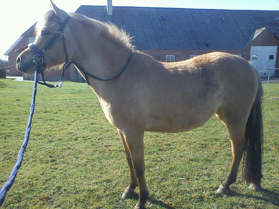 Anden særlig race Malou - Da vi var ved at vænne hendes til trense. billede 3