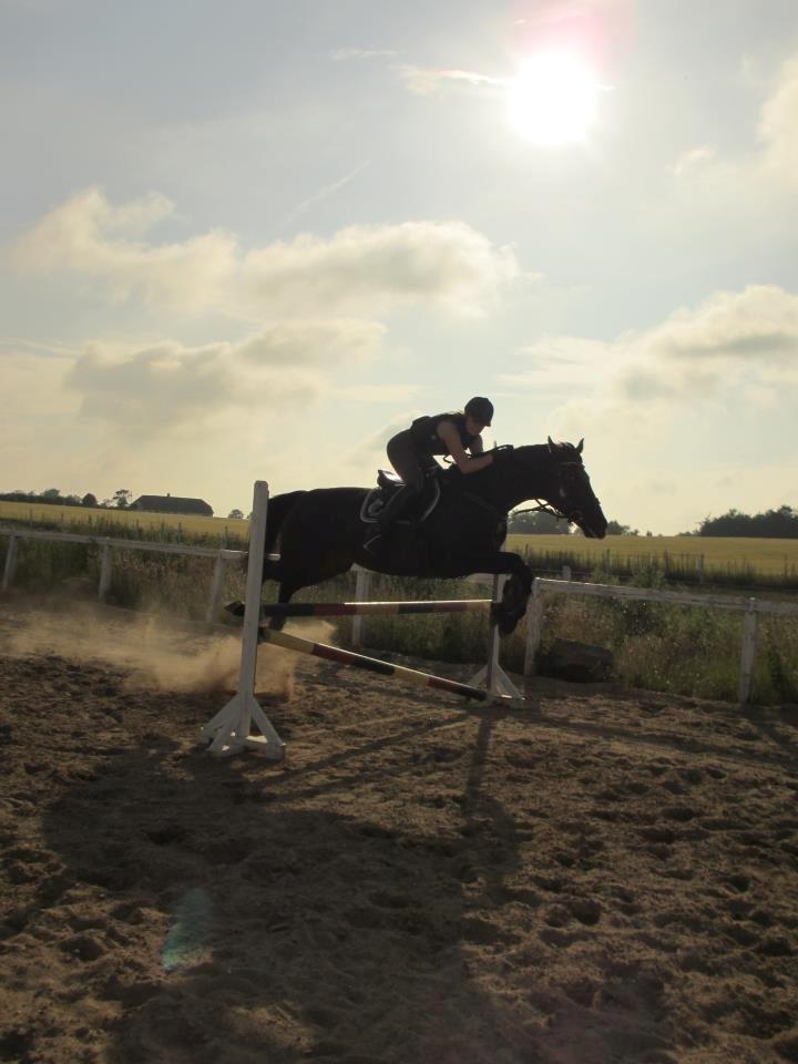 Dansk Varmblod Leasy billede 8