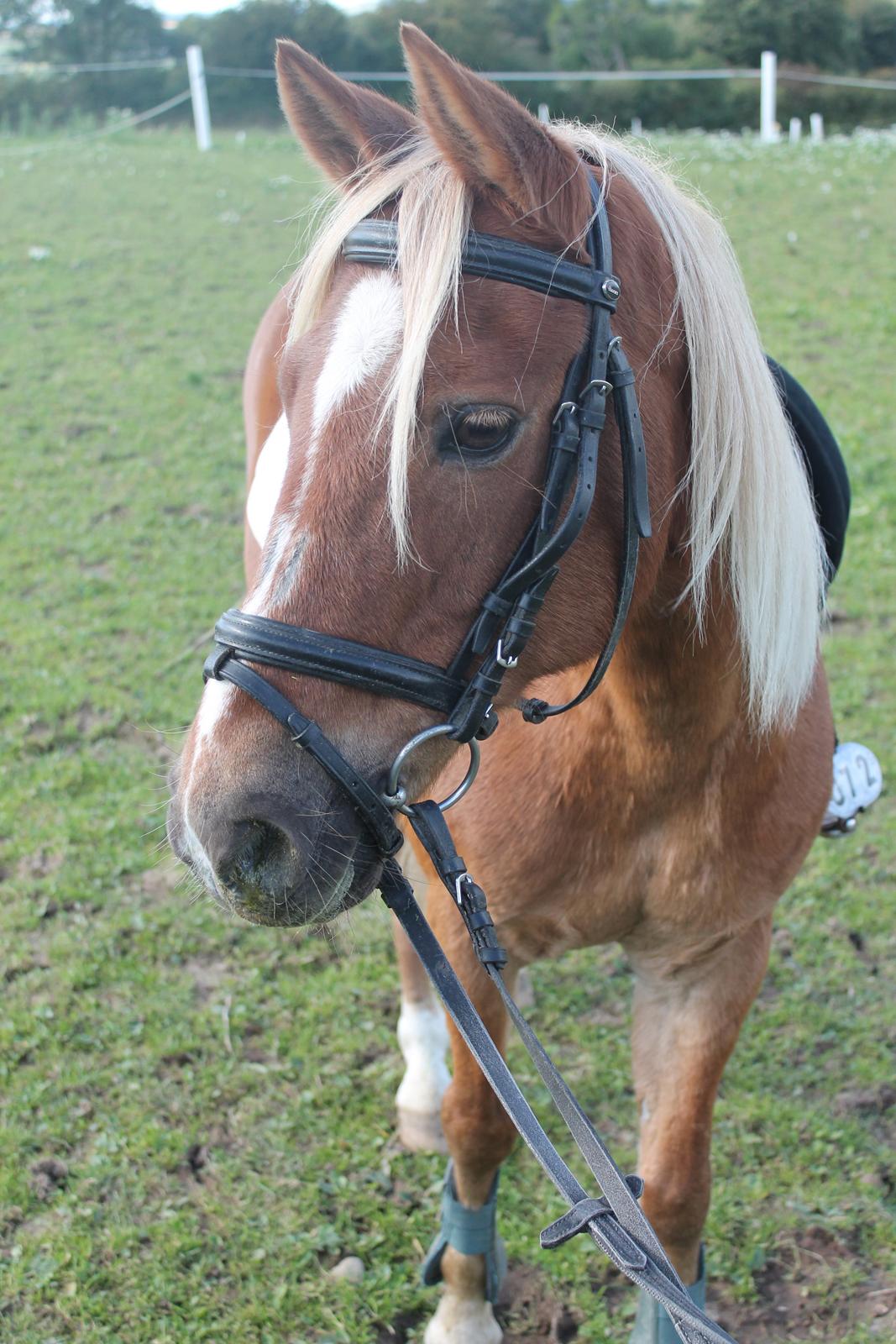 Anden særlig race Boss - Søde bawser! ;* billede 11