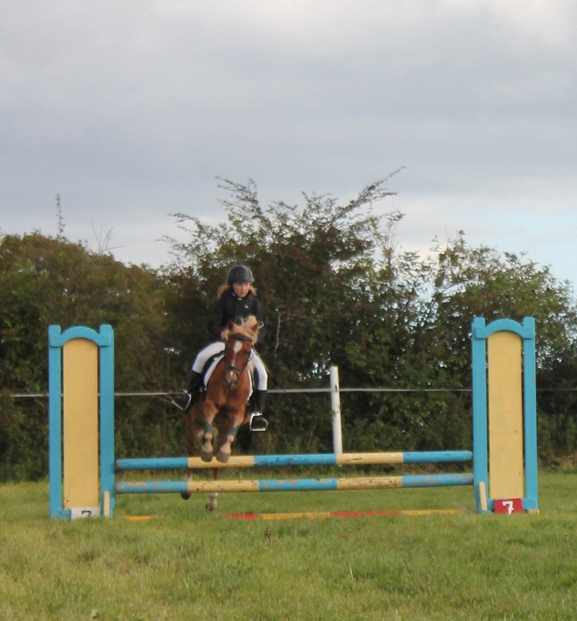 Anden særlig race Boss - Stævne :) billede 13