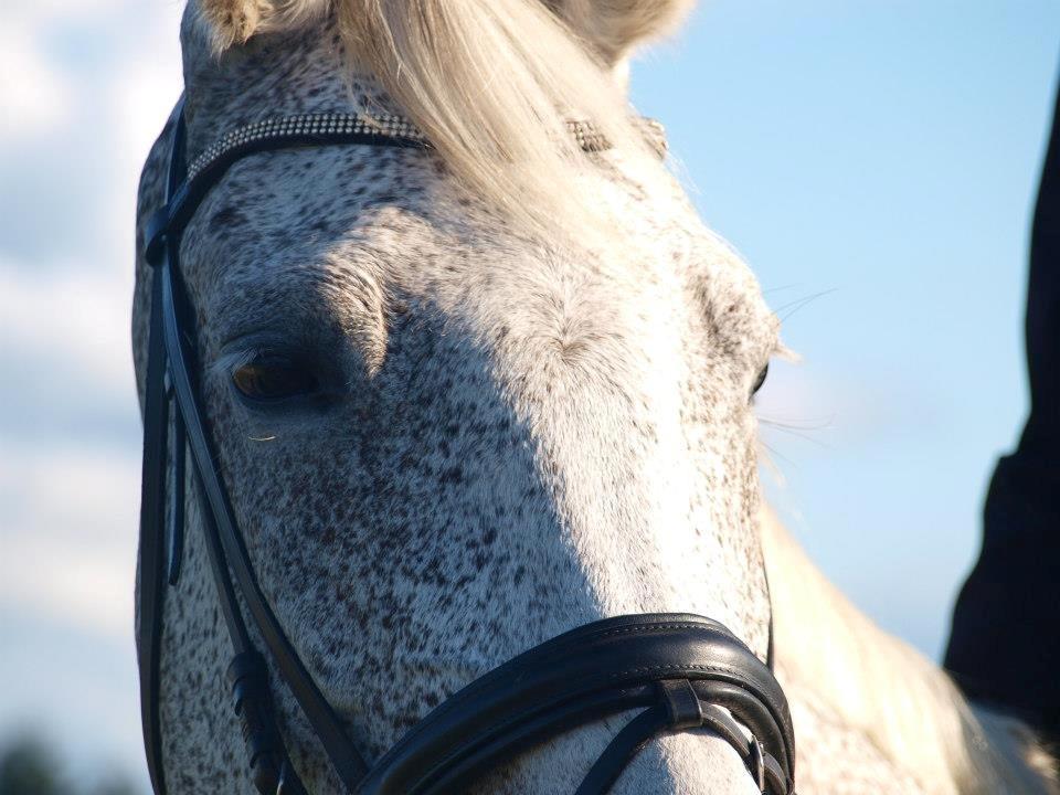 Anden særlig race Højgårdens Tess<3 Lille grå:) billede 20