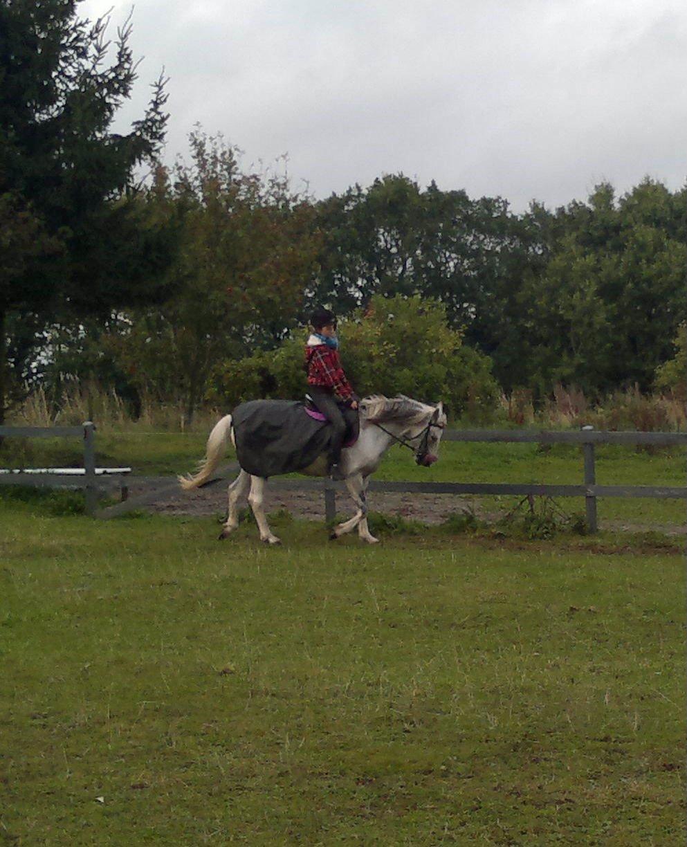 Anden særlig race skyttehuset´s paletti (popsen) billede 6