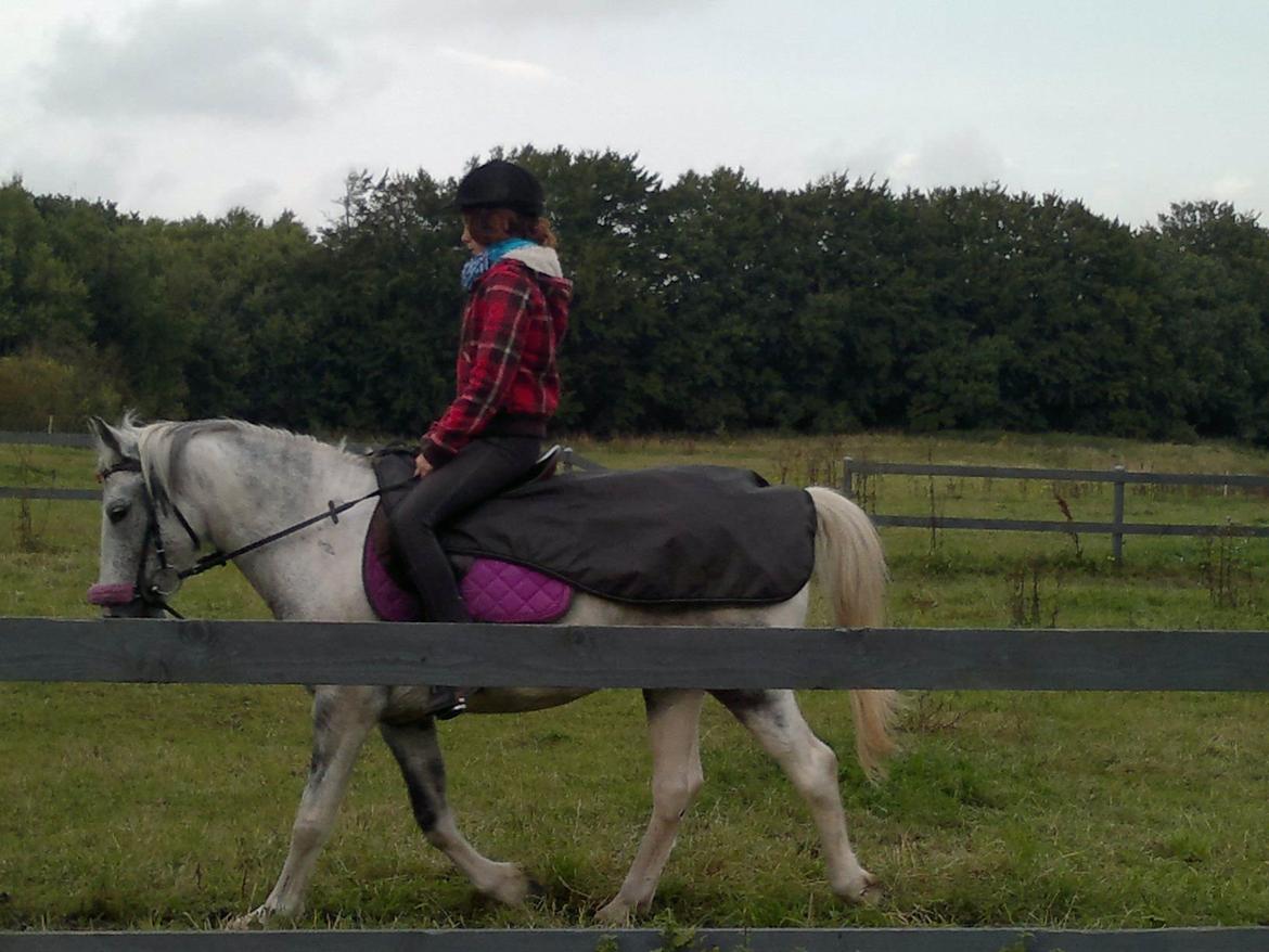 Anden særlig race skyttehuset´s paletti (popsen) billede 7