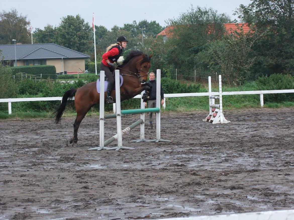 Anden særlig race Alonso billede 21