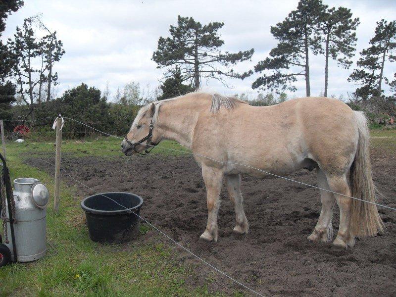 Fjordhest Pepsi billede 2