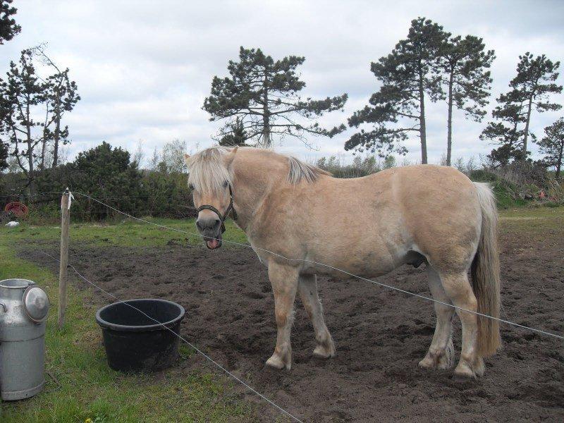 Fjordhest Pepsi billede 3