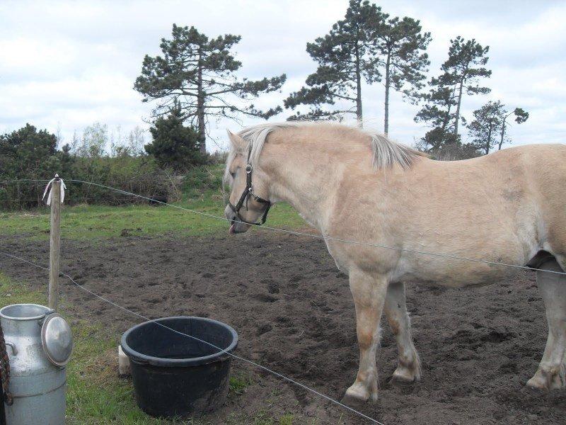 Fjordhest Pepsi billede 4
