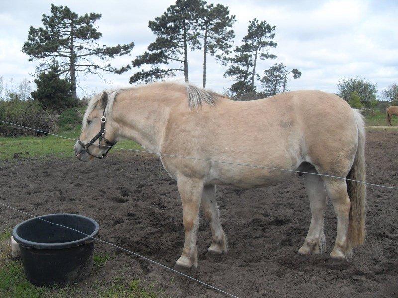 Fjordhest Pepsi billede 5