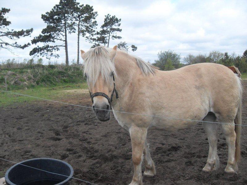 Fjordhest Pepsi billede 6