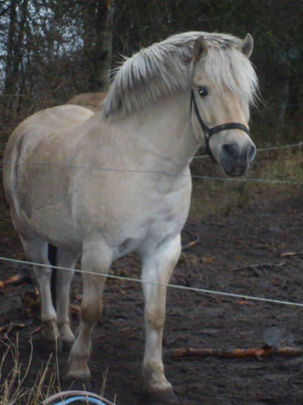 Fjordhest Pepsi billede 7