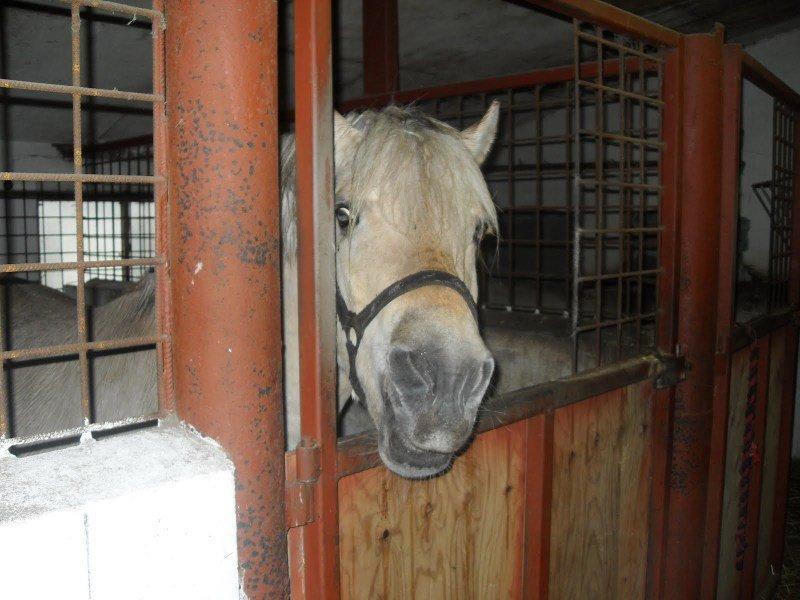 Fjordhest Pepsi billede 9