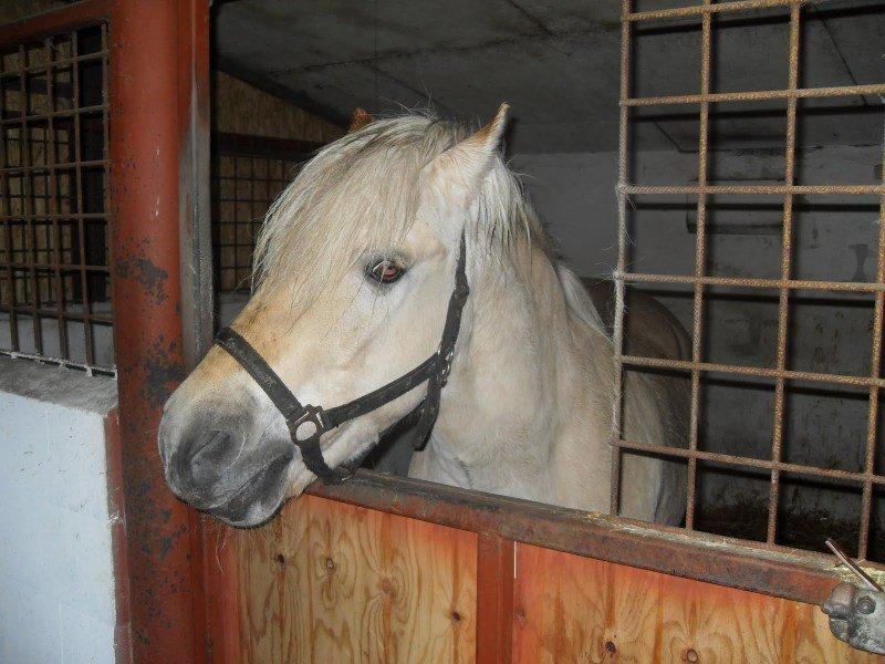 Fjordhest Pepsi billede 10